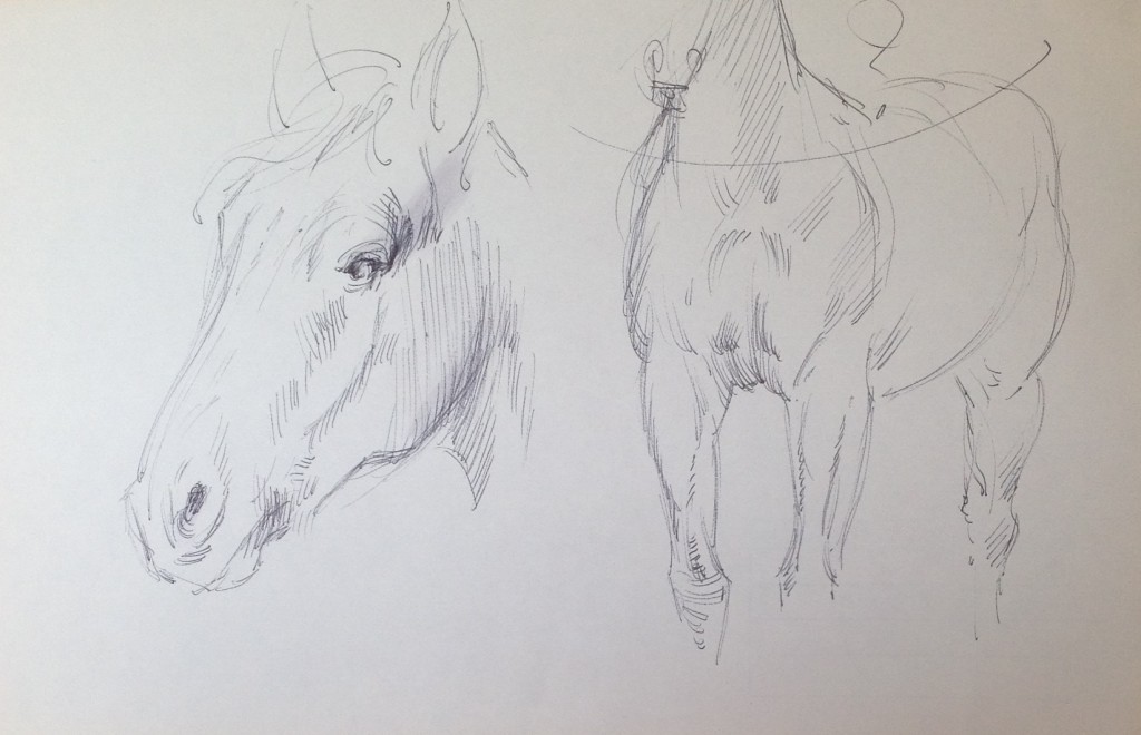 Cavallo studio, bozzetto di un cavallo di gigi Busato. Disegno a penna su carta  bianco e nero . Collezione di famiglia.