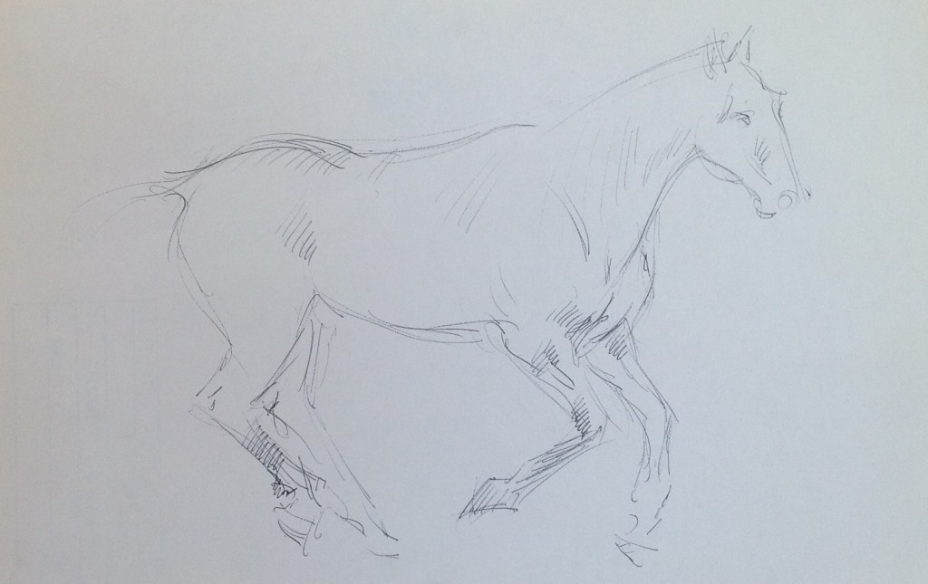 Studio di cavallo cavallino di Gigi Busato disegno  a penna su carta bianco e nero collezione di famiglia